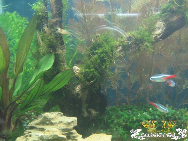新建的草缸