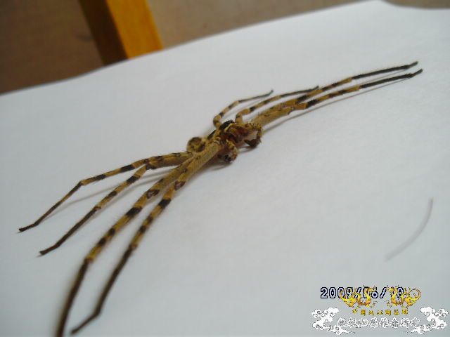 [原创]吓我一跳......