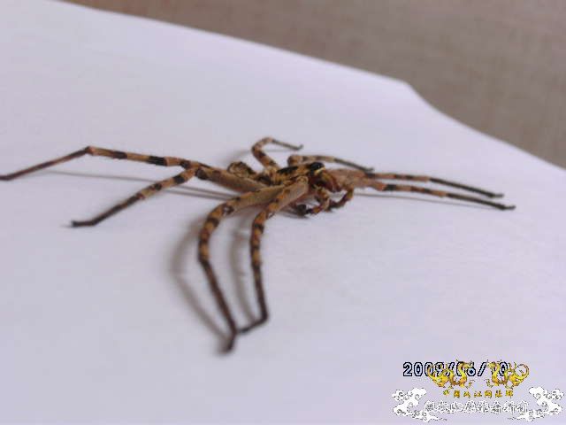 [原创]吓我一跳......