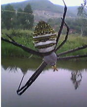 [原创]吓我一跳......