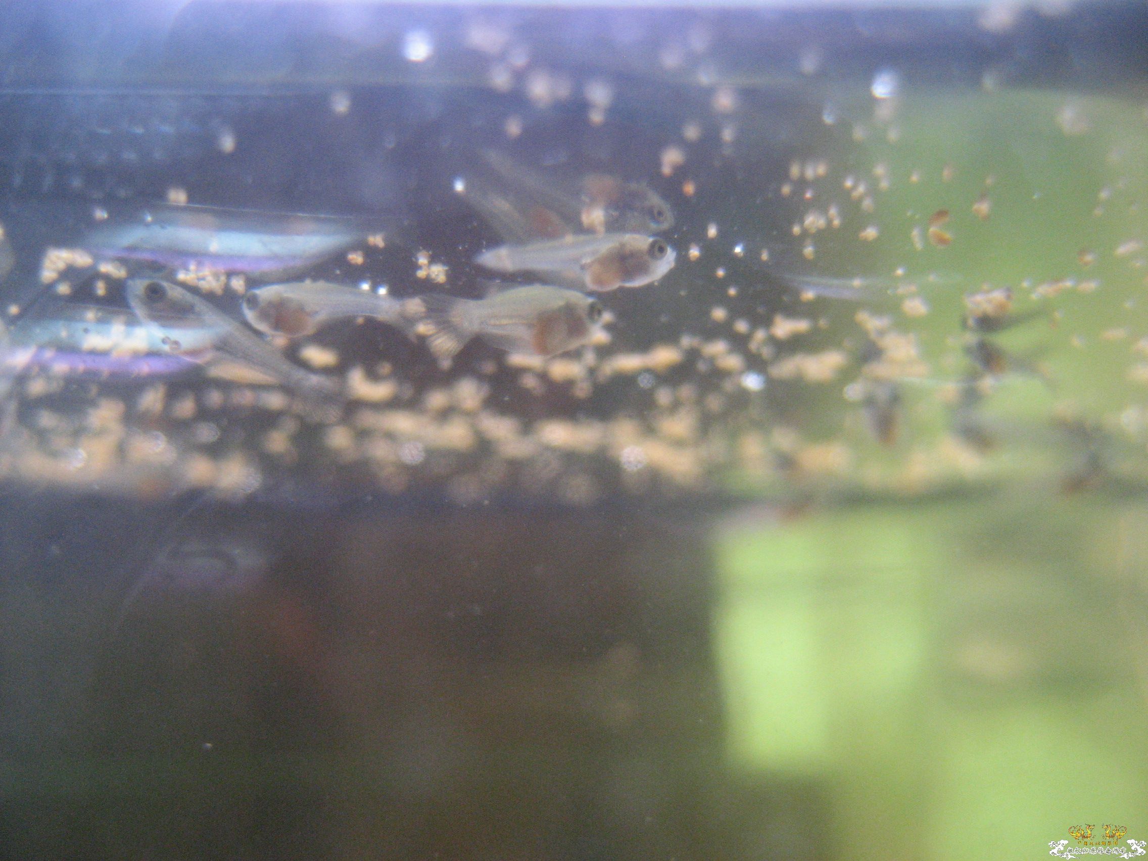 [求助]尾巴？？？