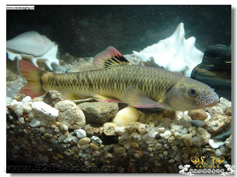 发色平口(鱼句)