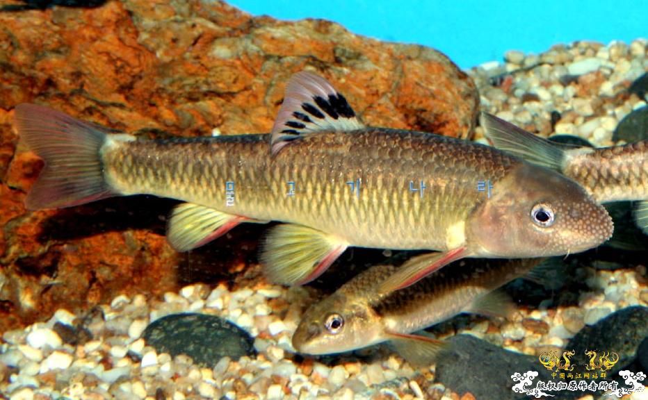 发色平口(鱼句)