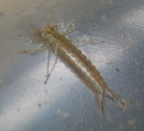 野采回家后发现的，这是什么生物？