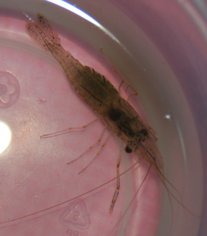 野采回家后发现的，这是什么生物？