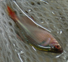 野采回家后发现的，这是什么生物？