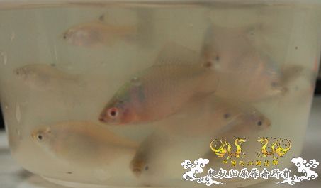 野采回家后发现的，这是什么生物？