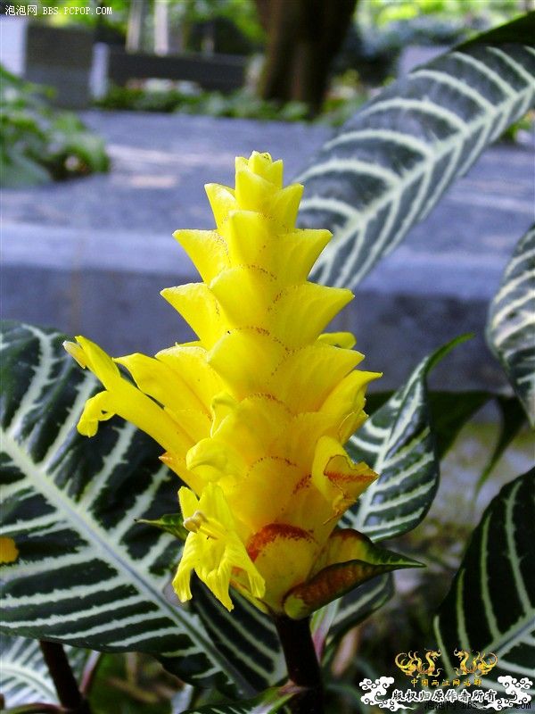 [转帖]这种开花的植物名称叫什么?