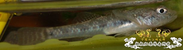 为什么死的都是雄鳑鮍？