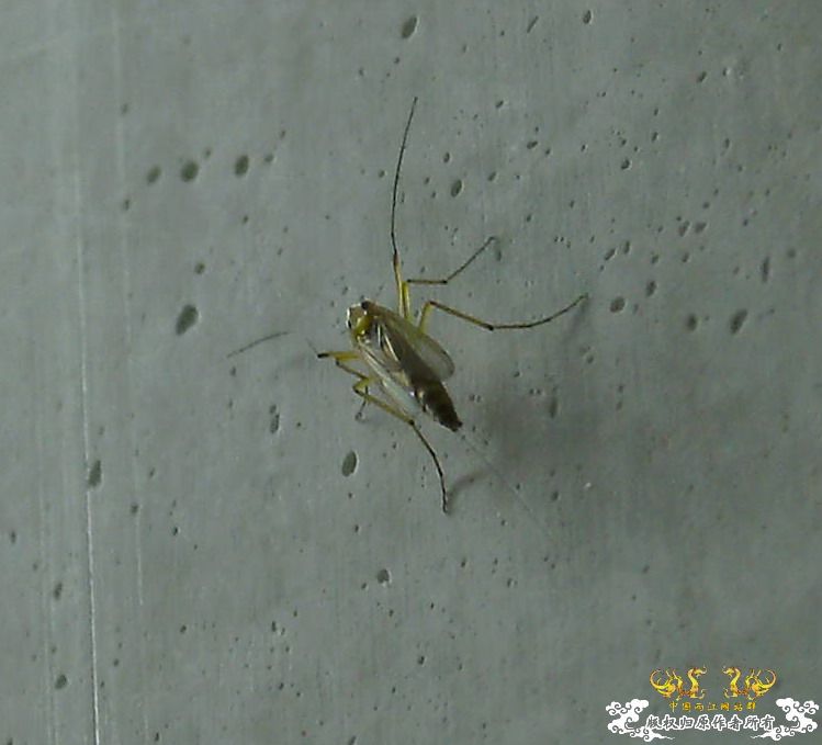 [原创]手机拍微距---日光灯下的"细胞"