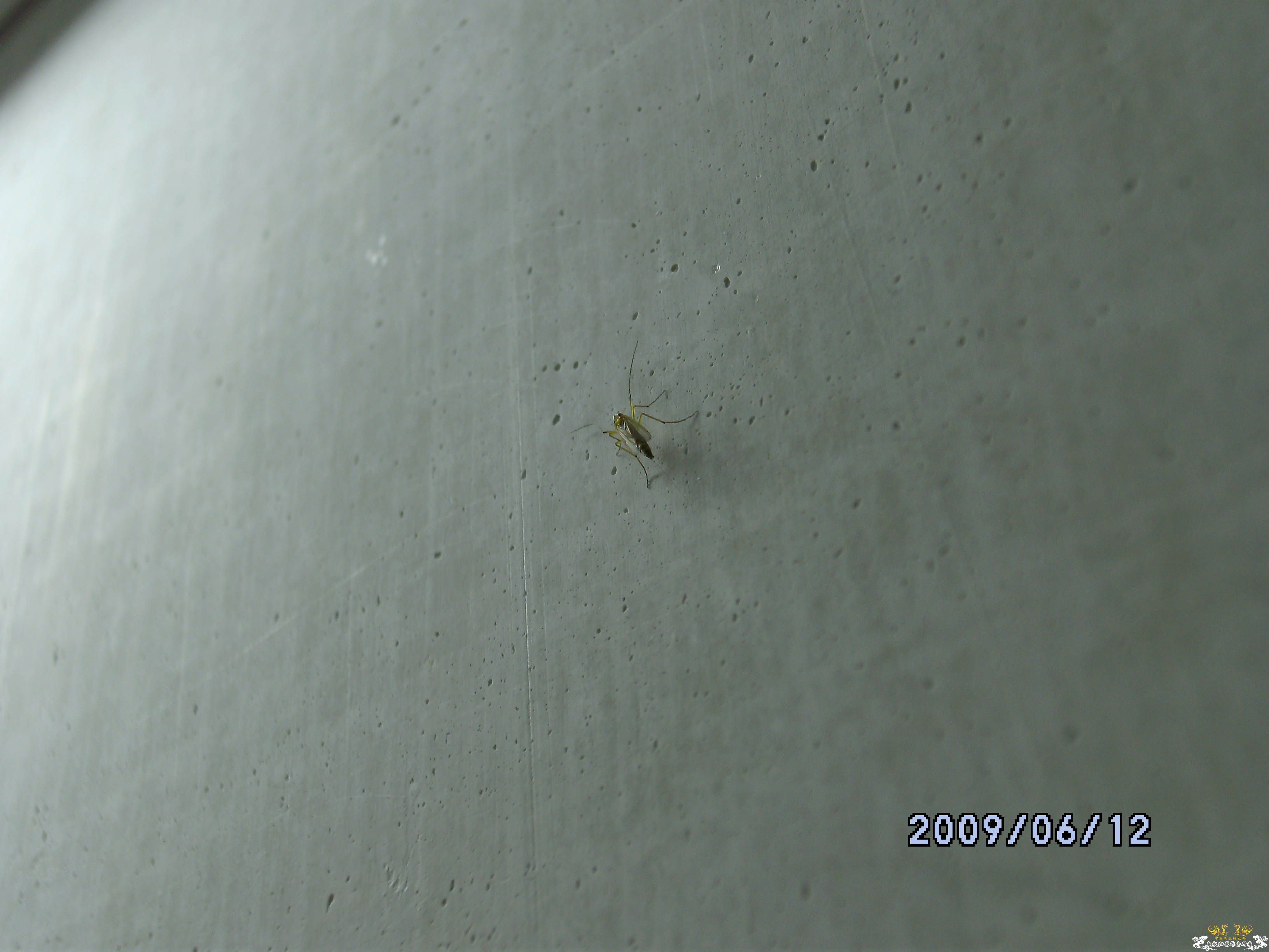 [原创]手机拍微距---日光灯下的"细胞"