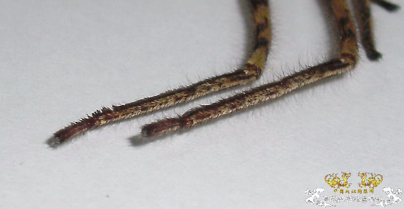 [原创]手机拍微距---日光灯下的"细胞"