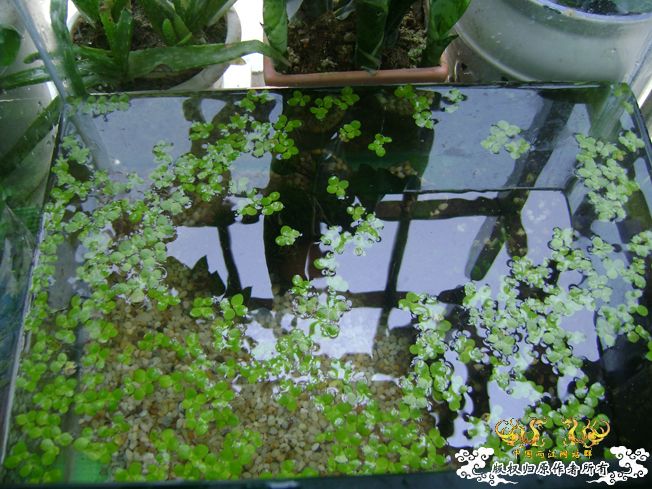 [原创]我阳台上的小虾缸，嘿嘿！