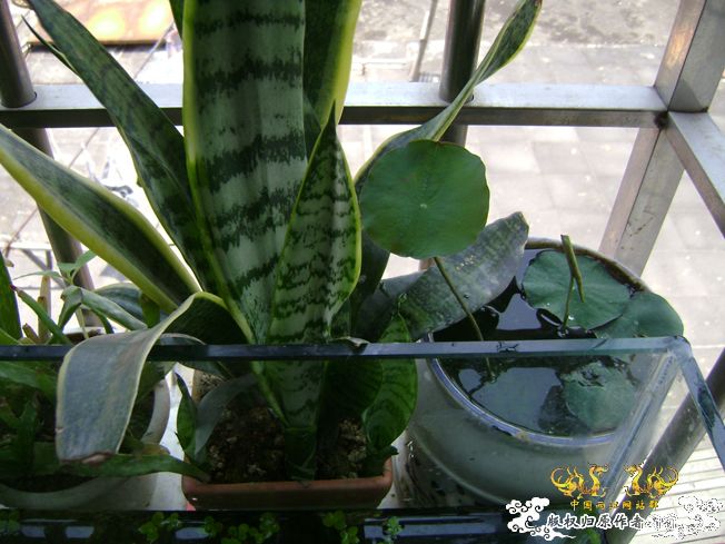 [原创]我阳台上的小虾缸，嘿嘿！