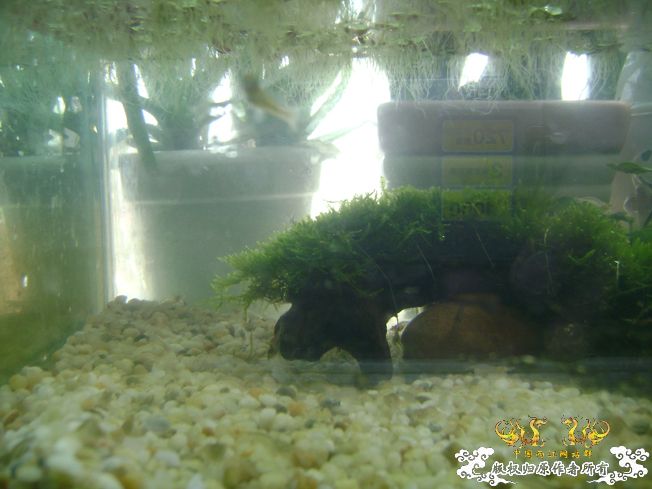 [原创]我阳台上的小虾缸，嘿嘿！