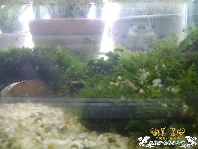 [原创]我阳台上的小虾缸，嘿嘿！