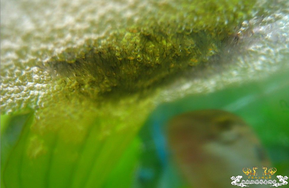 第三天小鱼孵出来了~