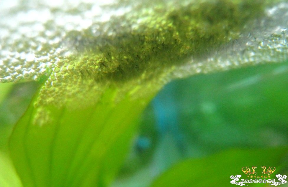 第三天小鱼孵出来了~