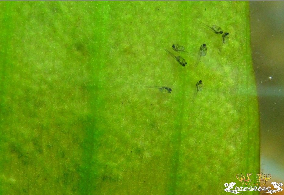 第三天小鱼孵出来了~