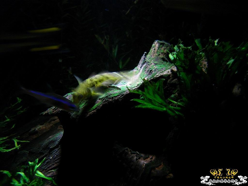 大家最喜欢什么颜色的灯