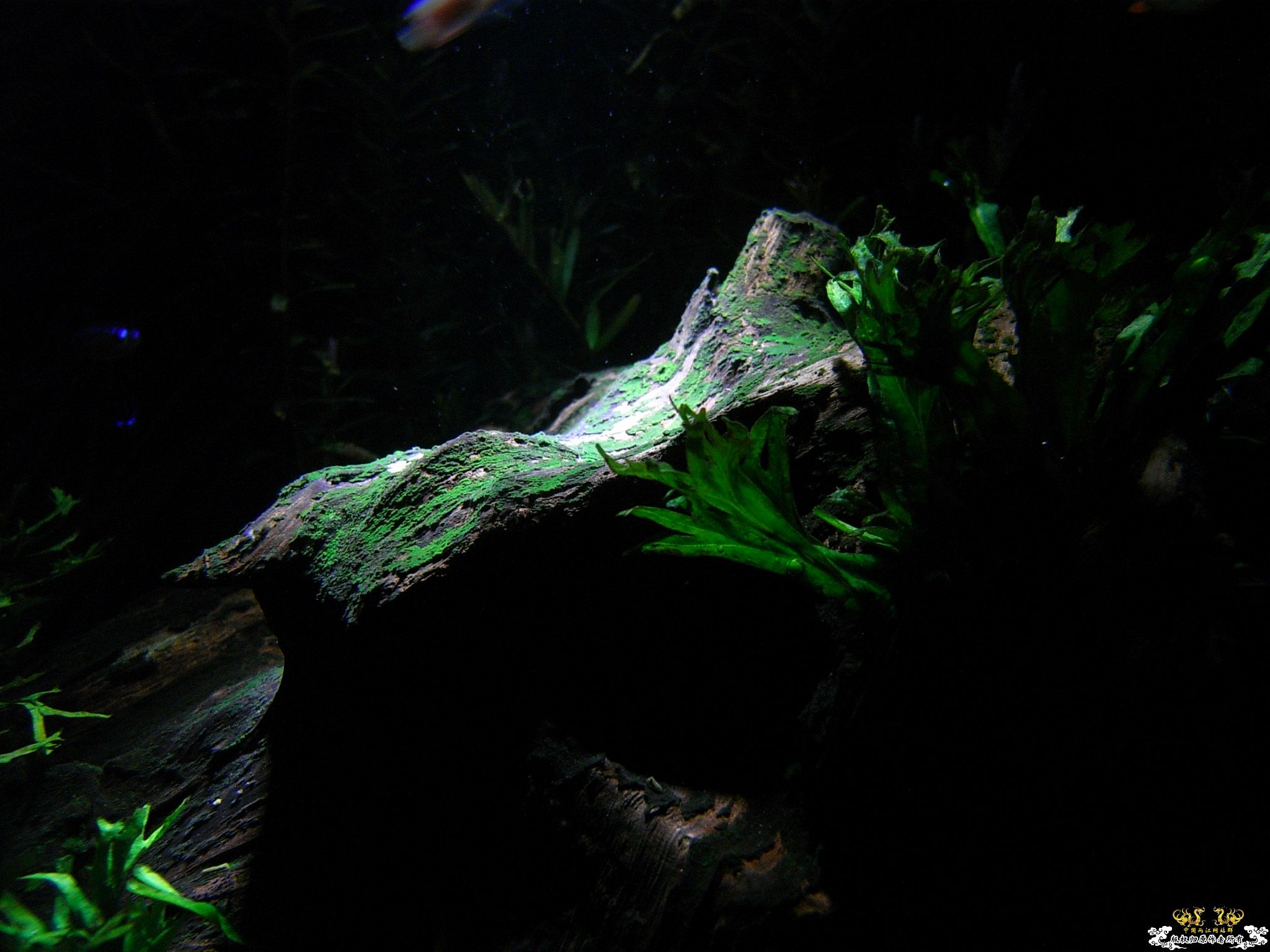 大家最喜欢什么颜色的灯