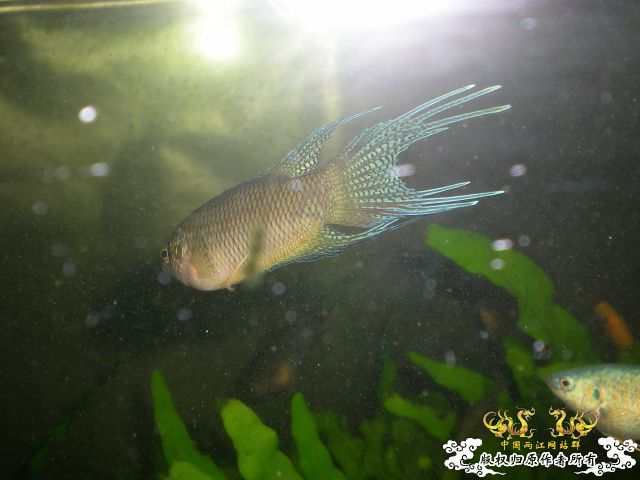 发帖感谢下：风兄和东兄