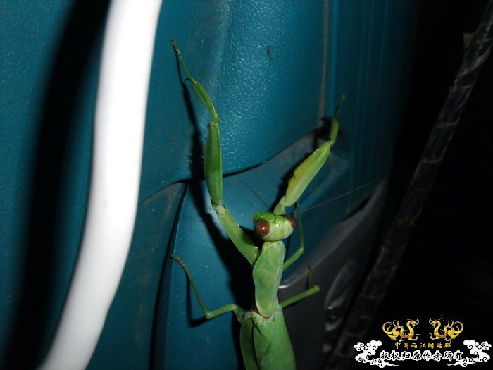 意外的宠物——螳螂和独角仙