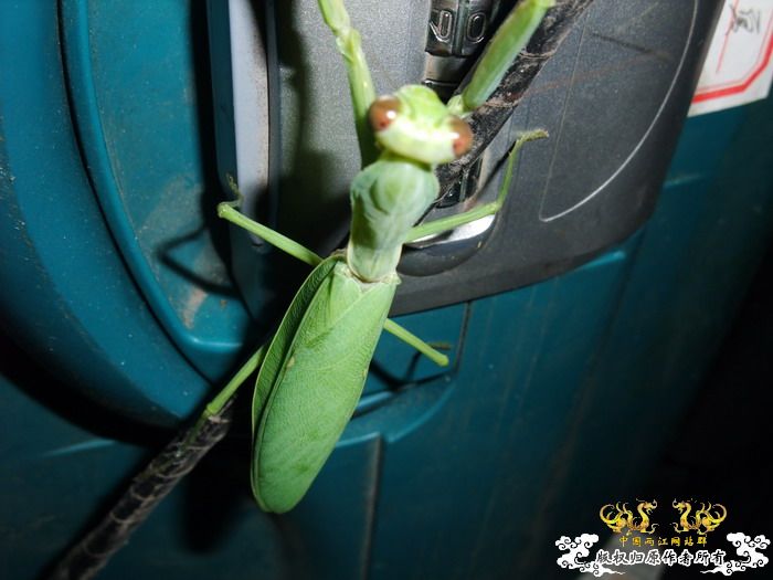 意外的宠物——螳螂和独角仙