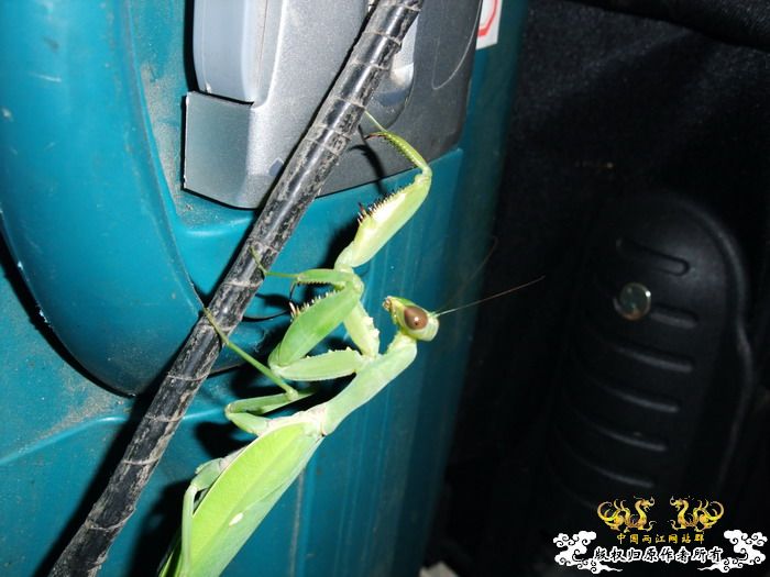 意外的宠物——螳螂和独角仙