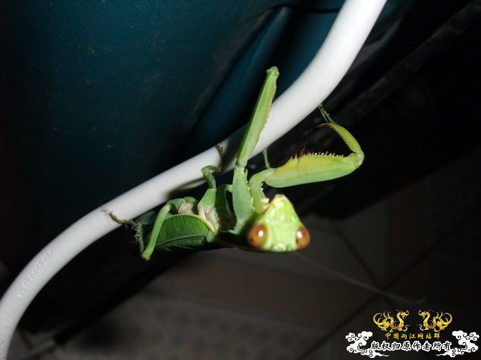 意外的宠物——螳螂和独角仙