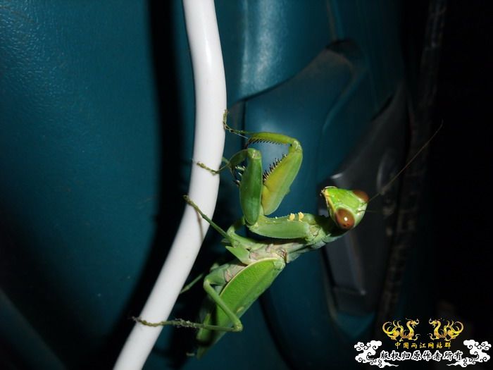 意外的宠物——螳螂和独角仙