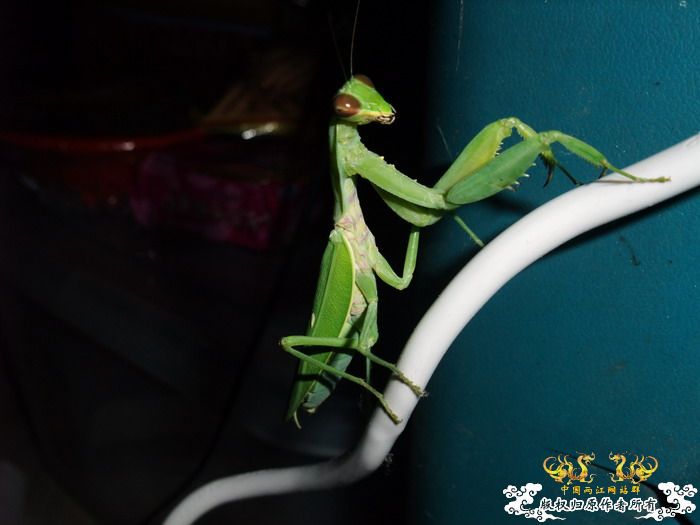 意外的宠物——螳螂和独角仙