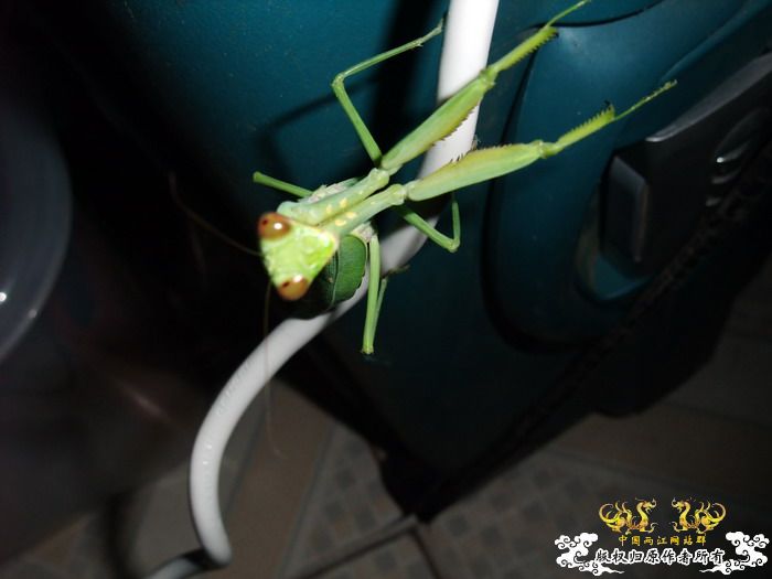 意外的宠物——螳螂和独角仙