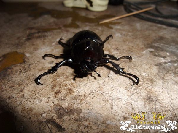 意外的宠物——螳螂和独角仙