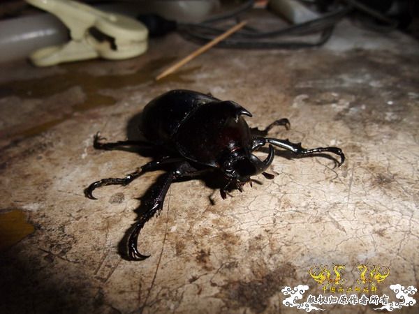 意外的宠物——螳螂和独角仙