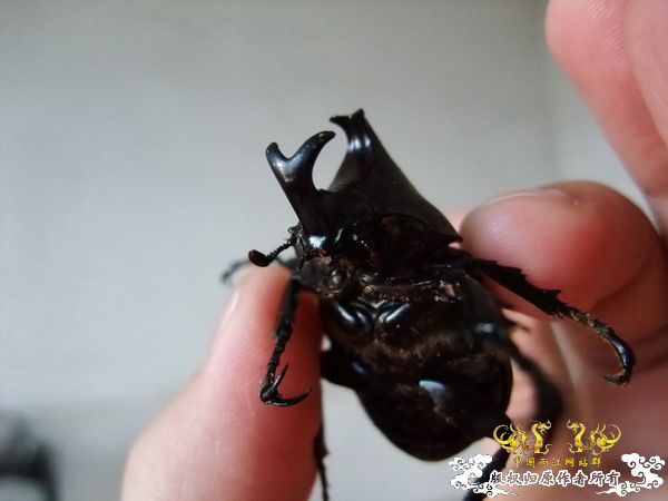 意外的宠物——螳螂和独角仙