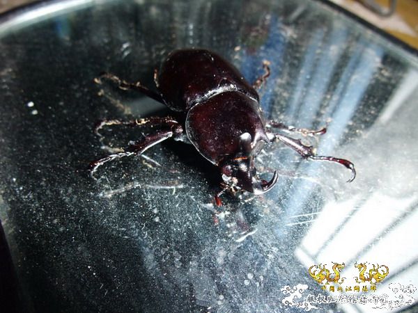 意外的宠物——螳螂和独角仙