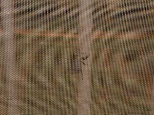 意外的宠物——螳螂和独角仙