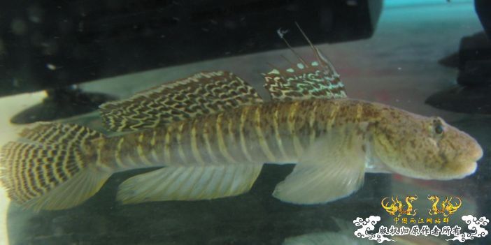 [原创]不知名的汽水虾虎，求诸位专家同好认鱼