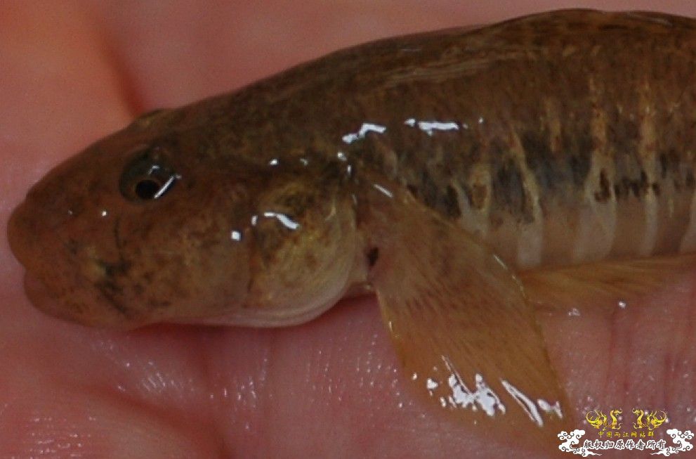 [原创]不知名的汽水虾虎，求诸位专家同好认鱼