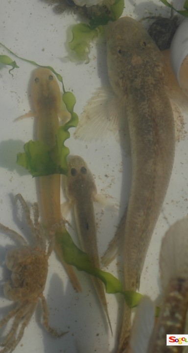 [原创]不知名的汽水虾虎，求诸位专家同好认鱼