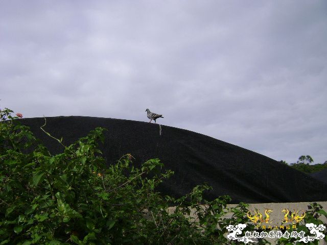 列屿游