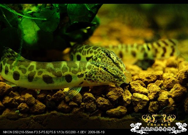 继续杂七杂八，准备干坏事