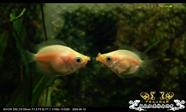 继续杂七杂八，准备干坏事