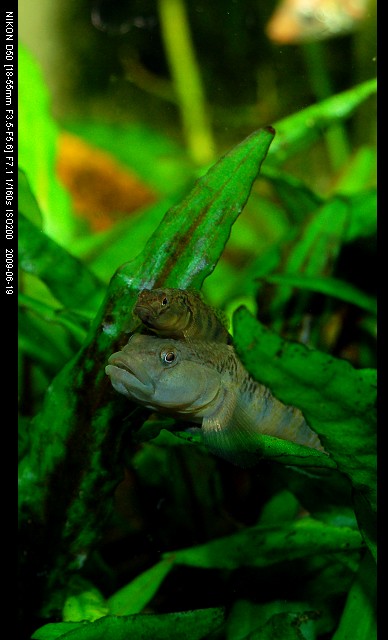 继续杂七杂八，准备干坏事