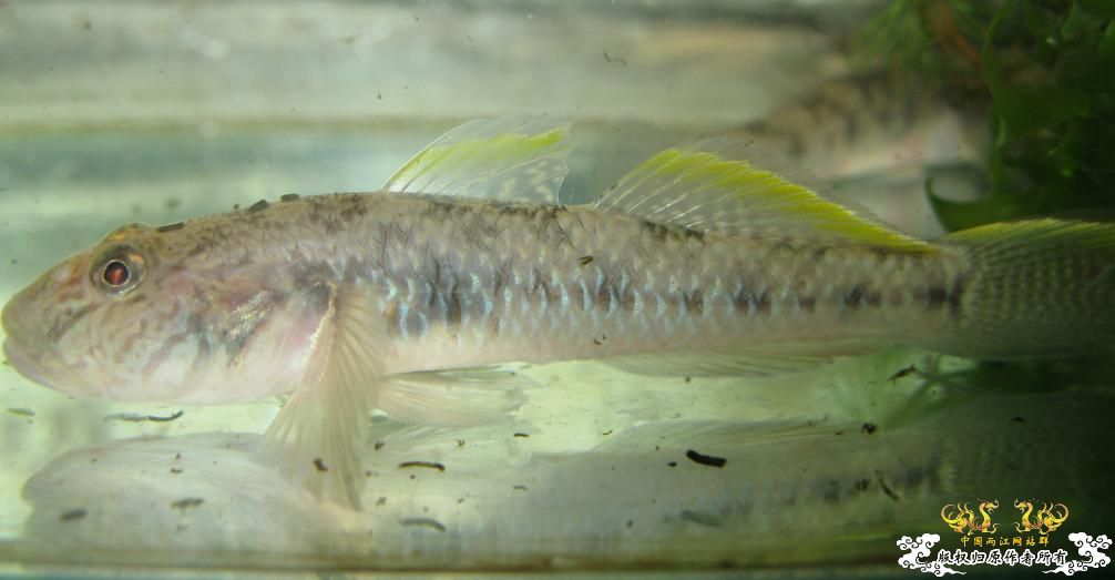 那位兄弟伙有多的虾虎 送2条来喂撒