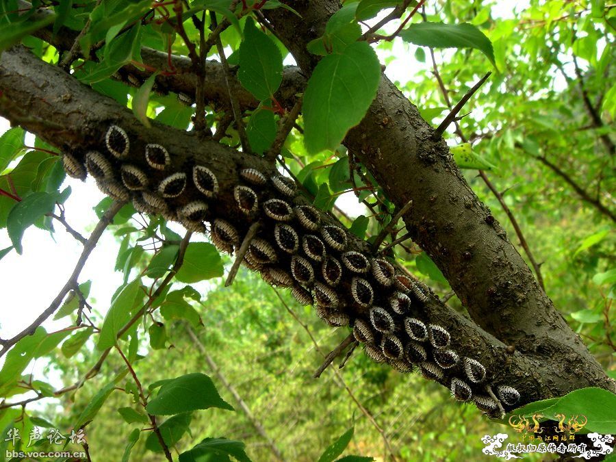 请教这是什么虫虫。。。胆小勿入