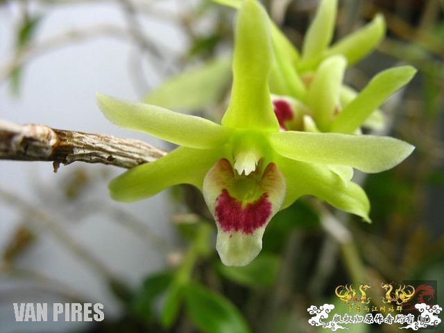 被吹出来炒出来的中华仙草－铁皮石斛