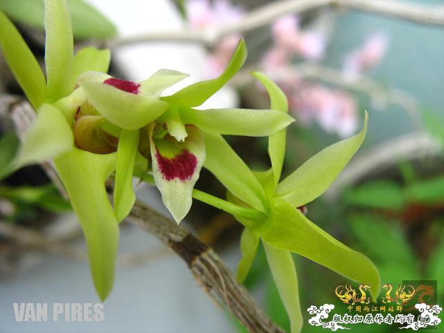 被吹出来炒出来的中华仙草－铁皮石斛