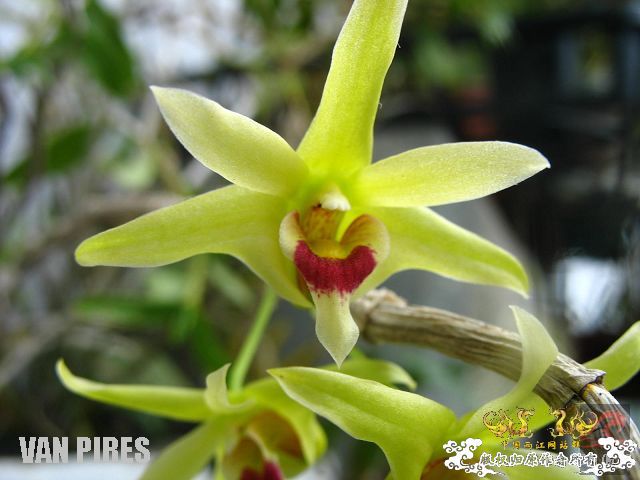 被吹出来炒出来的中华仙草－铁皮石斛